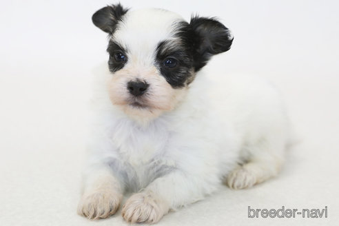 販売中の神奈川県のミックス犬-377609
